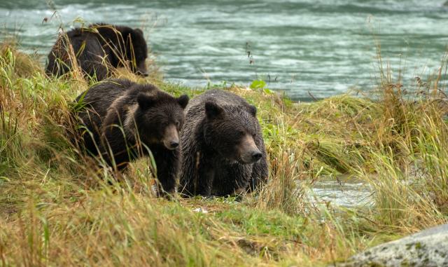 Bear family hunting for fish
