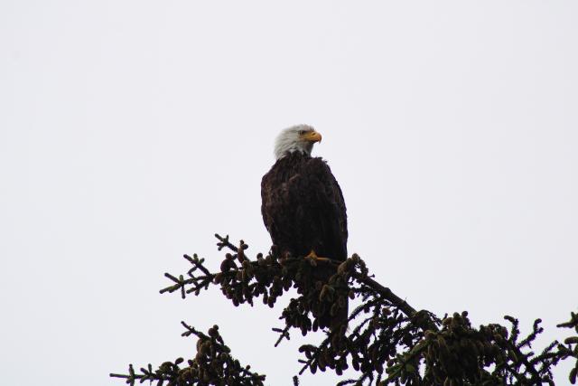 Eagle in a tree top