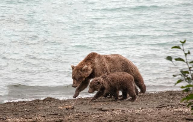 Mamma bear with cub