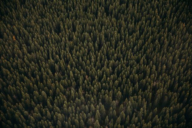 Alaska Forest