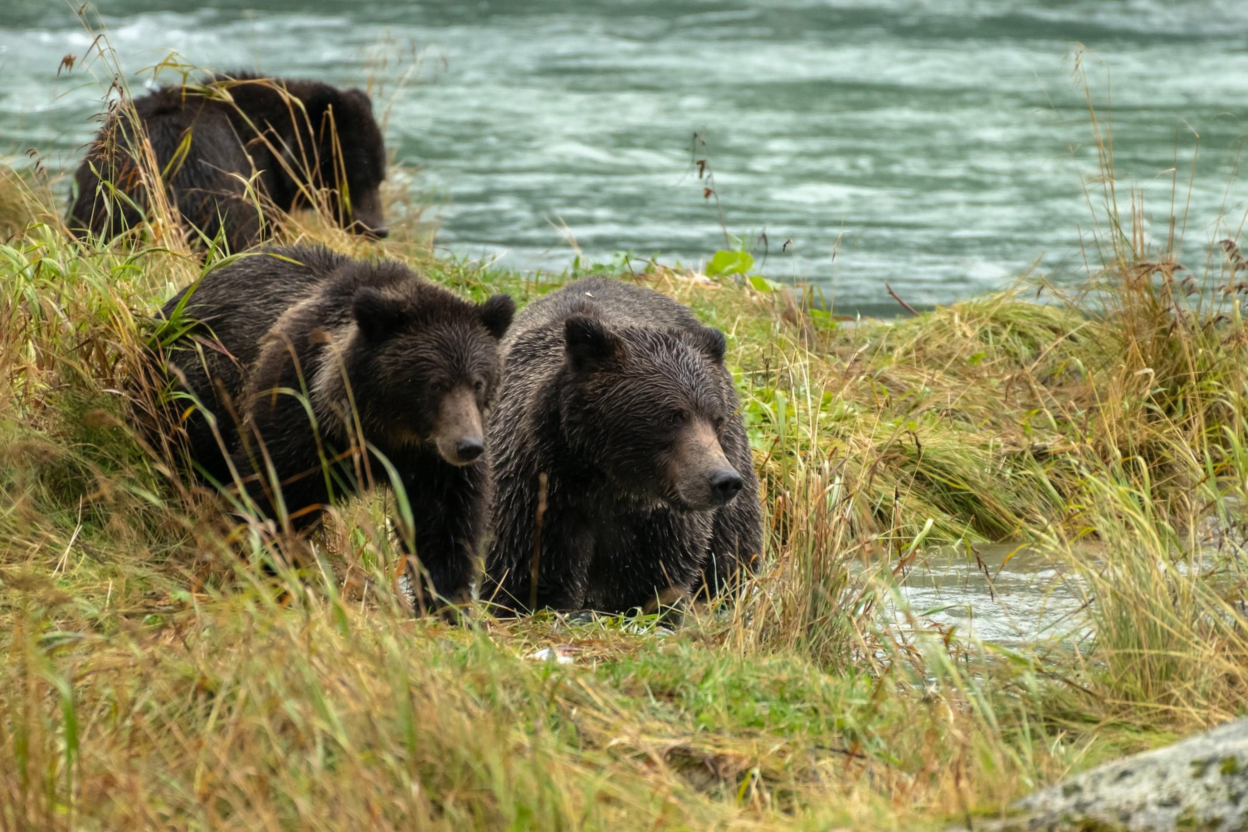 Bear family hunting for fish