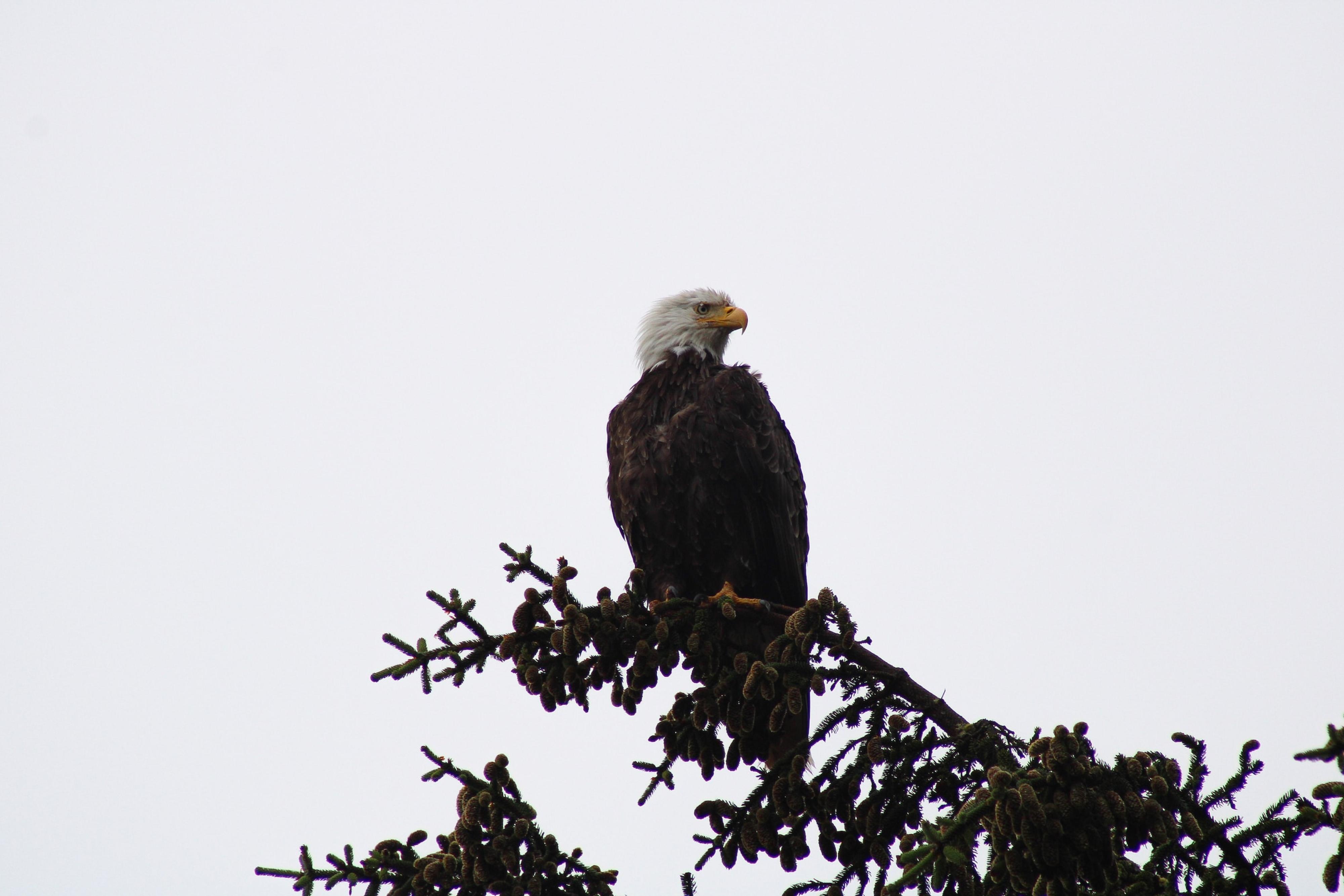 Eagle in a tree top