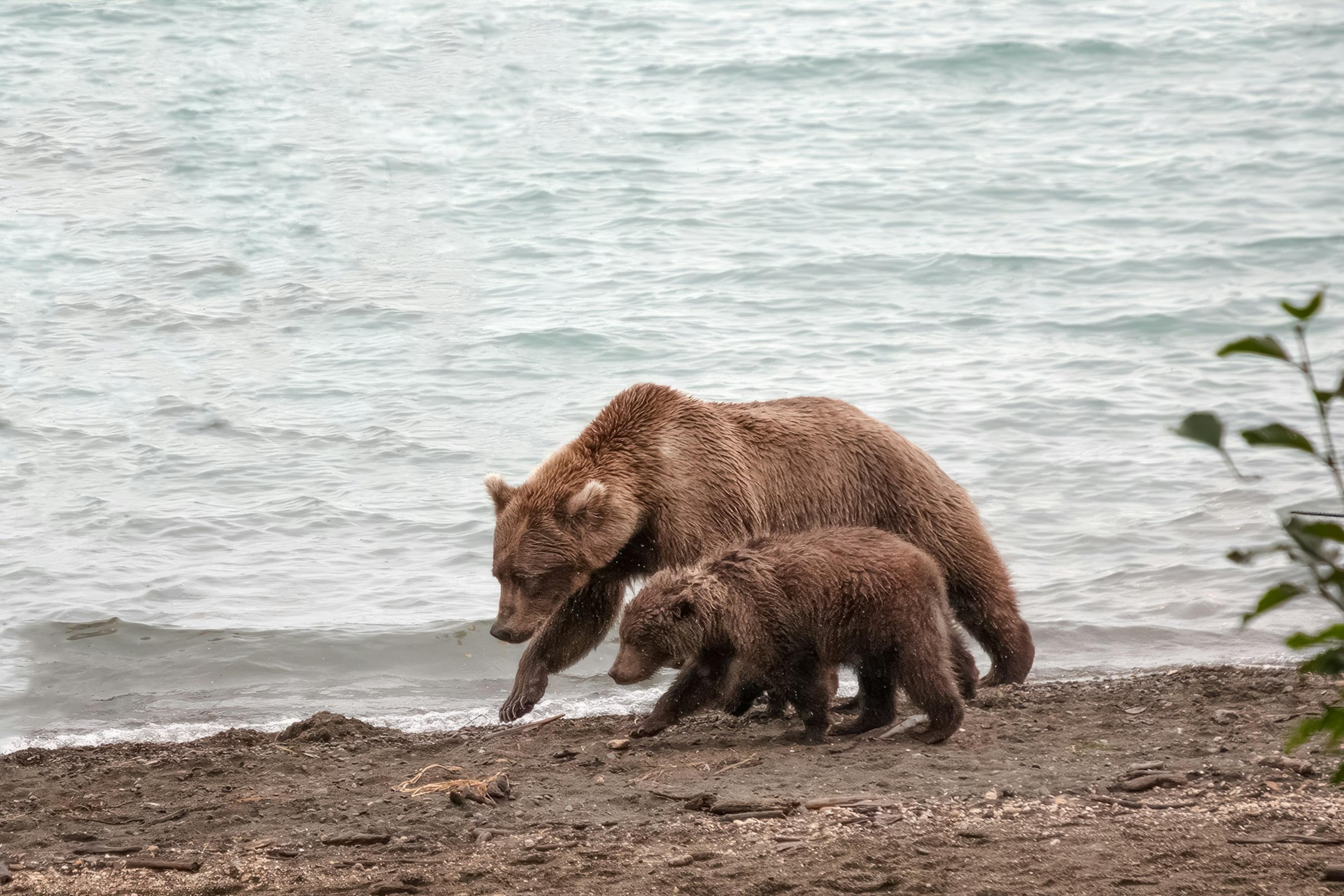 Mamma bear with cub